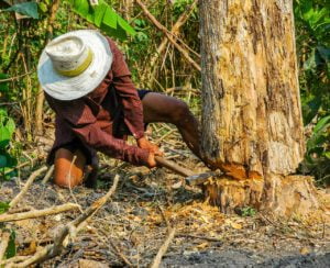 climate change deforestation