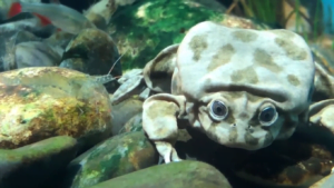 Titicaca Water Frog