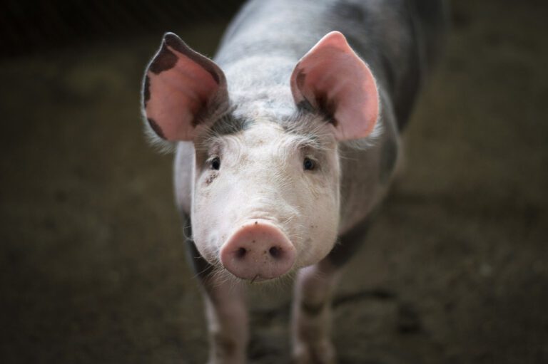 Neuralink’s Pig Tells Scientists To Short Tesla Inc