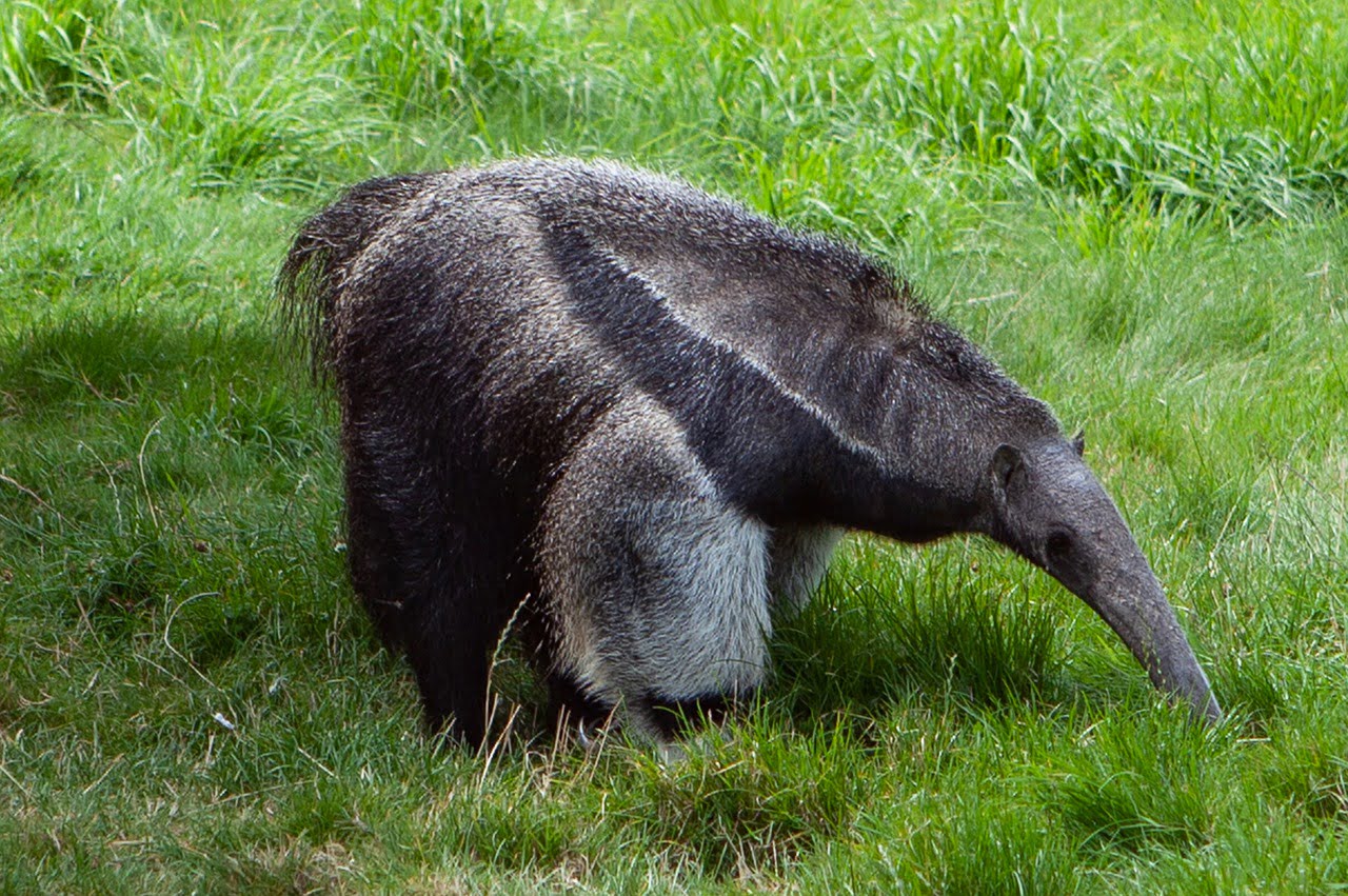 Ant Eater Bajo Napo Key Biodiversity Area