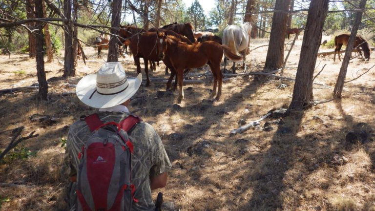 Wild Horses: Reducing Frequency And Intensity Of Catastrophic Wildfire