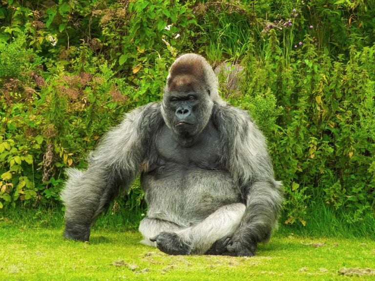 Cameroon Approves Logging Concession that Will Destroy Ebo Forest Gorilla Habitat