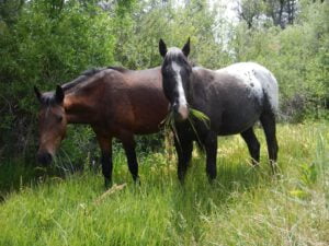 Livestock Grazing