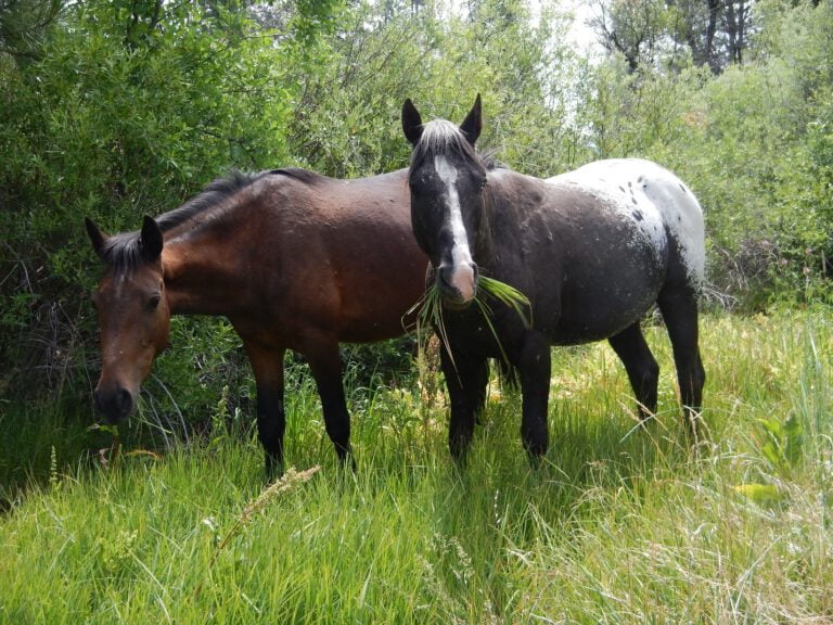 Open Letter Regarding USFS Proposed Ochoco Wild Horse Roundup