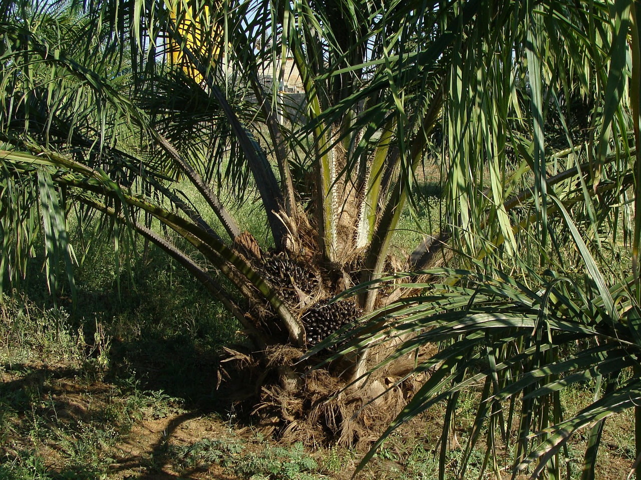UK-Indonesia Indonesia UK Palm Oil Producers