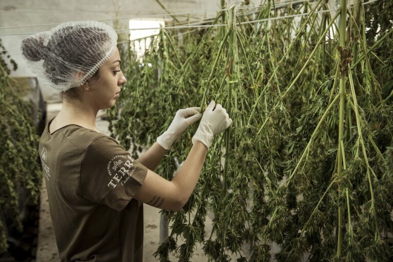 Pot Stocks Plunge Despite New Jersey Marijuana Legalization