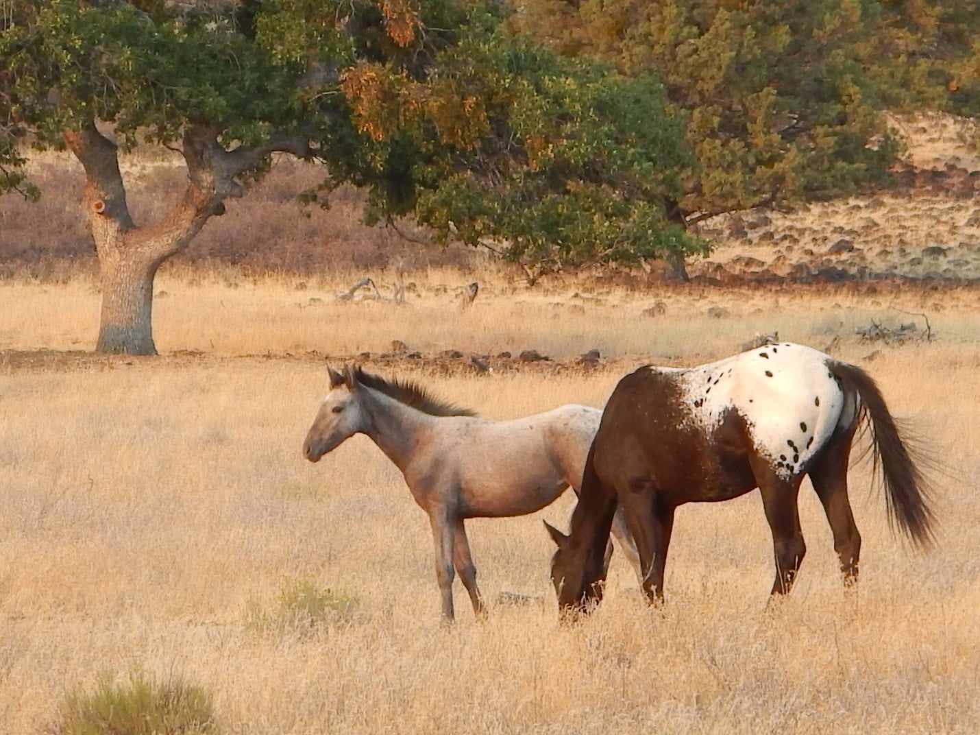 American Wild Horses