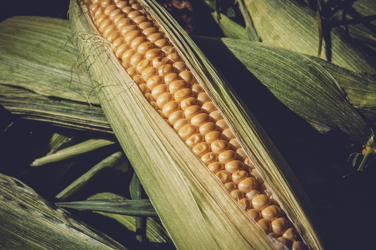 december corn Corn Higher Corn Soybean