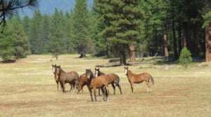 Public Lands Wildlife Forest Management