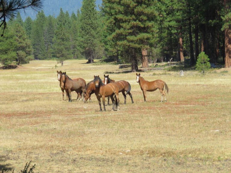 Wild Horses: Keystone Herbivores Critical To Public Land Management