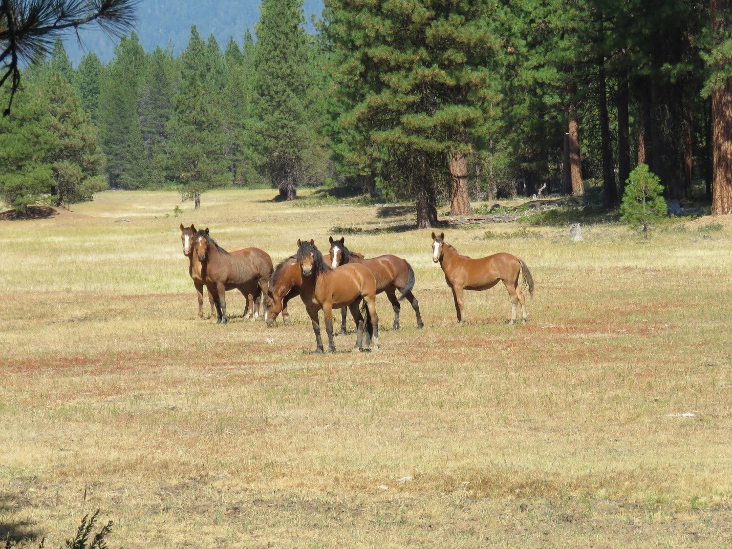 Wild Horses