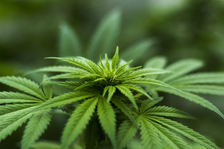 Pullback In Cannabis Stocks Continues, But Analyst Sees Opportunity