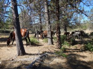 horses Ochoco Forest