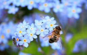 The Special Benefits Of Bees To Humanity And The Environment