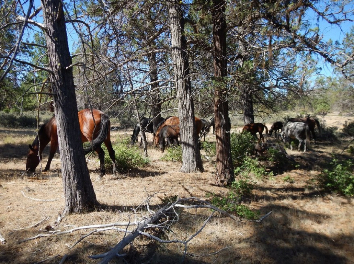 Wild Horses Wildfires Halt Wild Horse Roundups