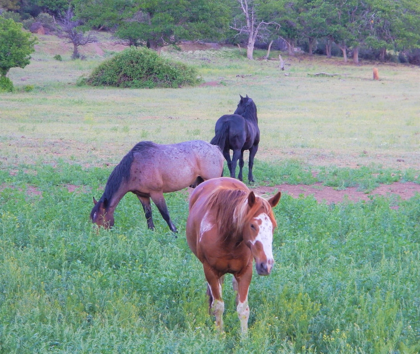 Horses