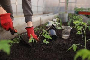 Soil