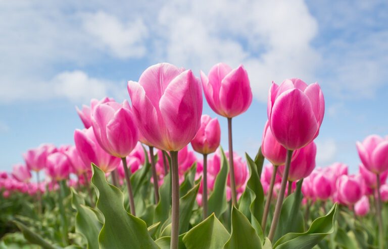 Tulip Mania? These Tulip Bulb Jpegs Are Selling For $57,000