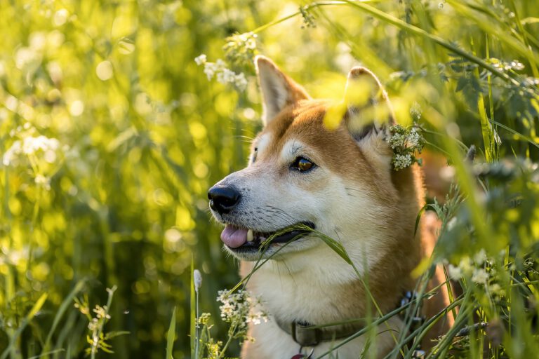 Shiba Inu Is The Most Popular Rising Crypto Around The World