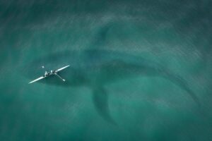 Megalodon