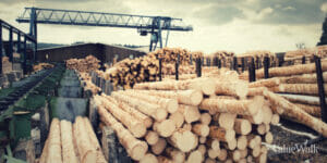 timber investment