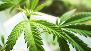 Cannabis leaf on white paper as a symbol of cannabis stocks